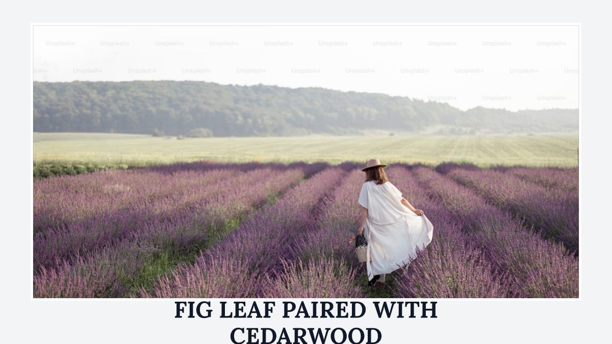 fig leaf paired with cedarwood