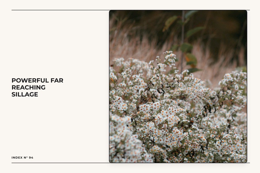 powerful far reaching sillage